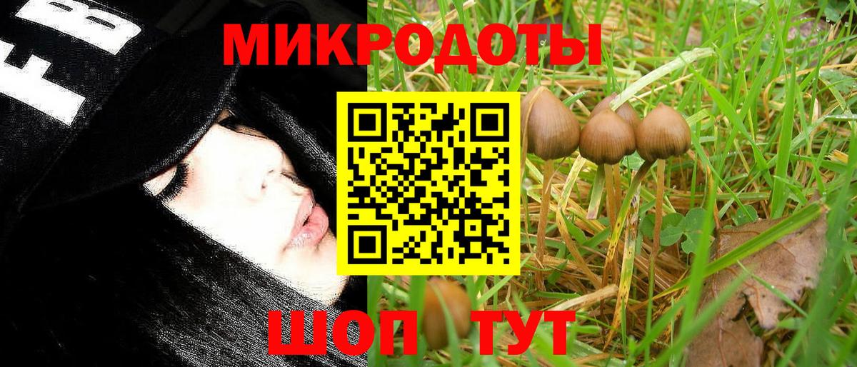 Галлюциногенные грибы Psilocybe Камышин